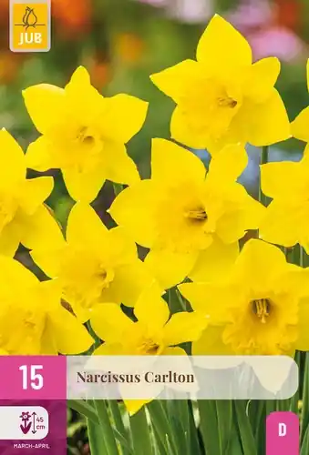 Narcissus Carlton - 15 bloembollen - Klantfavoriet