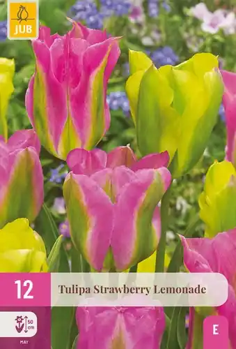 Tulpenbollen Strawberry Lemonade - 12 stuks | Tijdelijk aanbod