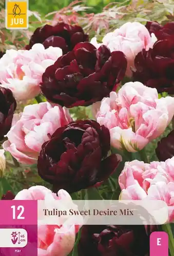 Bespaar nu | Tulpenbollen Sweet Desire Mix - 12 stuks