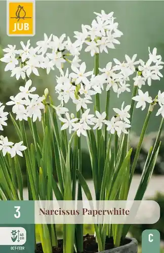 Voordeelprijs - Narcissus Paperwhite - 3 bloembollen