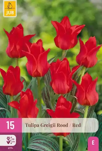 Tulpenbollen Greigii Rood - 15 stuks | Bestseller
