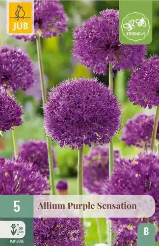 Bespaar nu | Allium Purple Sensation - 5 bloembollen
