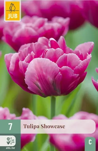 Tulpenbollen Showcase - 7 stuks - Direct beschikbaar