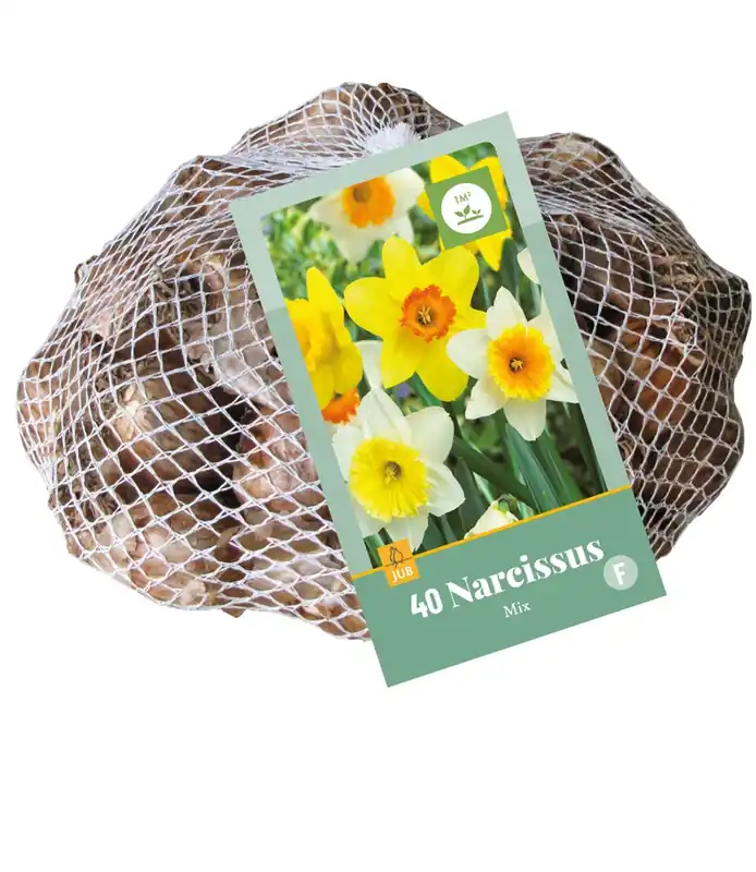 Superprijs - Narcissus Grootkronig Mix - 40 bloembollen