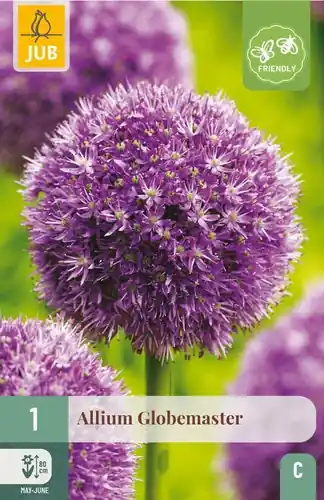 Spoedlevering | Allium Globemaster - 1 bloembol