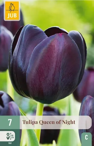 Deal | Tulpenbollen Queen of Night - 7 stuks