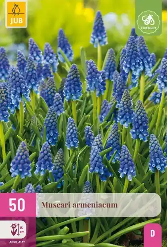 Veel gevraagd - Muscari armeniacum - 50 bloembollen