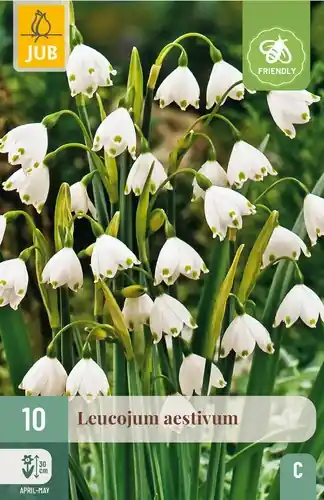 Leucojum aestivum - 10 bloembollen - Koop vandaag