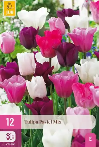 Opruiming | Tulpenbollen Pastel Mix - 12 stuks