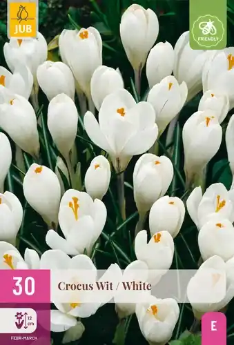 Crocus Wit - 30 bloembollen | Bestel nu