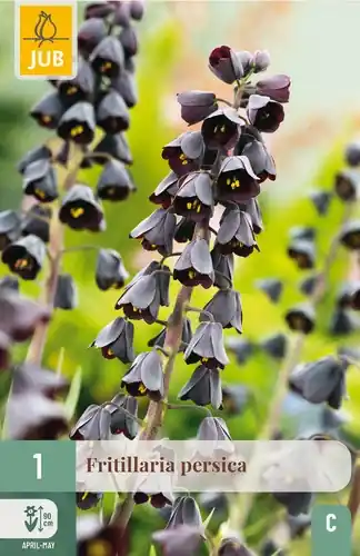 Fritillaria persica - 1 bloembol | Actieprijs
