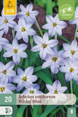 Aanrader | Ipheion Uniflorum Wisley Blue - 20 bloembollen