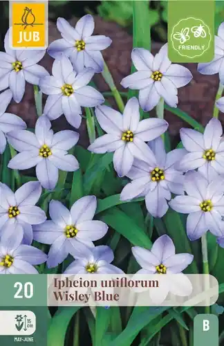 Aanrader | Ipheion Uniflorum Wisley Blue - 20 bloembollen