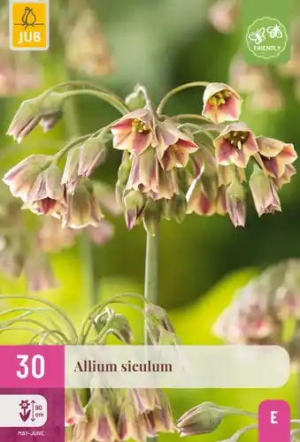 Prijsverlaging - Allium Siculum - 30 bloembollen