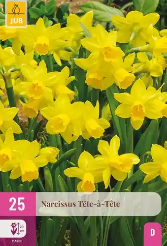 Narcissus Tete-a-Tete - 25 bloembollen | Meest verkocht