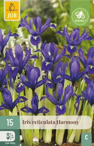 Iris Harmony - 15 bloembollen - Zeer goed beoordeeld