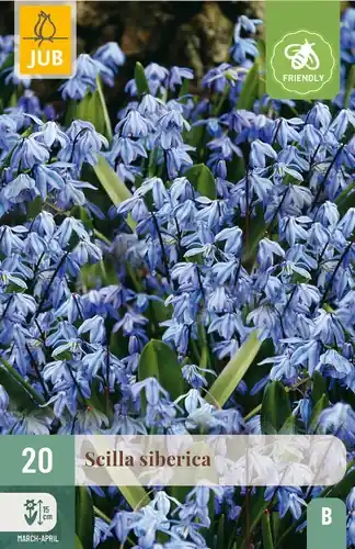 Scherp geprijsd | Scilla siberica - 20 bloembollen