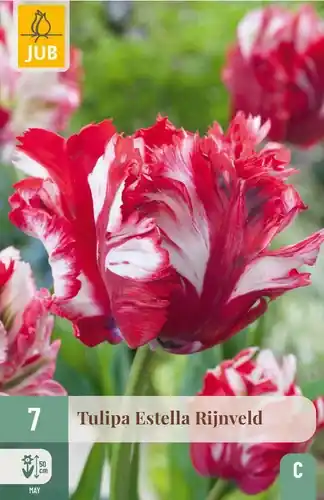 Tulpenbollen Estella Rijnveld - 7 stuks | Klaar voor verzending