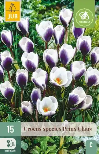 Crocus Prins Claus - 15 bloembollen - Net binnen