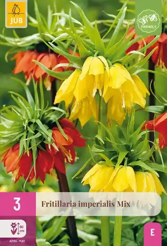 Fritillaria imperialis Mix - 3 bloembollen | Online bestellen