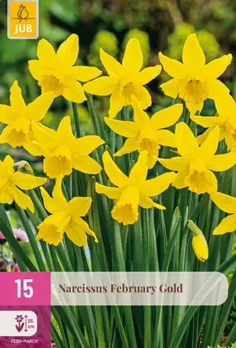 Laatste stuks | Narcissus February Gold - 15 bloembollen