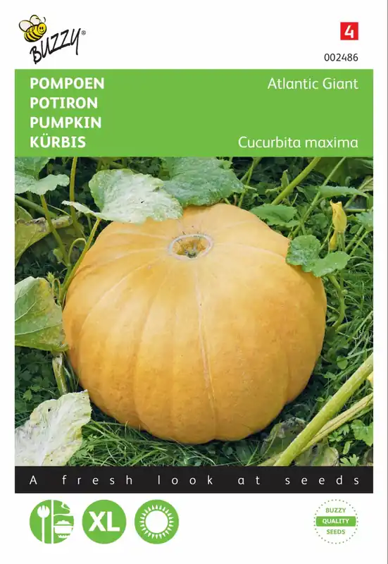 Buzzy® zaden - Pompoen Atlantic Giant | Meest verkocht