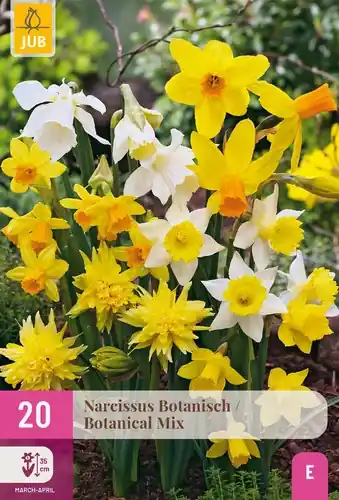 Narcissus botanisch Mix - 20 bloembollen | Fabrieksprijs