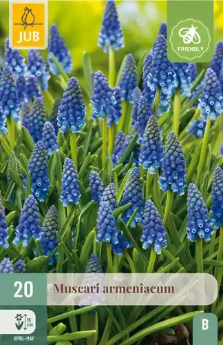 Muscari armeniacum - 20 bloembollen | Direct van de fabrikant