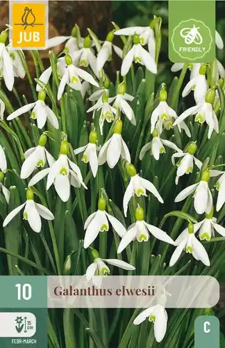 Galanthus elwesii - 10 bloembollen - Zeer goed beoordeeld