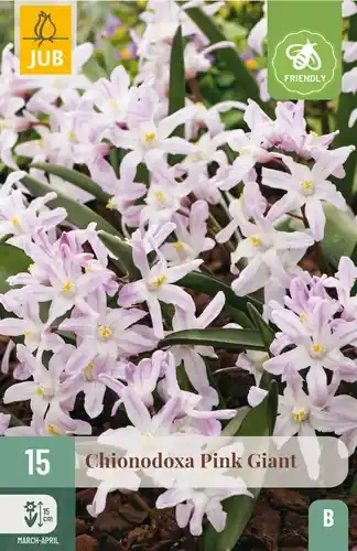 Chionodoxa Pink Giant - 15 bloembollen | Eenvoudig retourneren