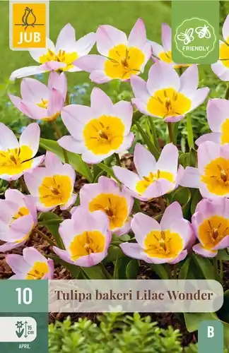 Verlaagde prijs | Tulpenbollen Bakeri ‘Lilac Wonder‘ - 10 stuks
