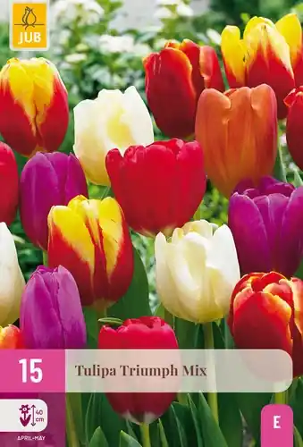 Tulpenbollen Triumph Mix - 15 stuks | Veel voordeel