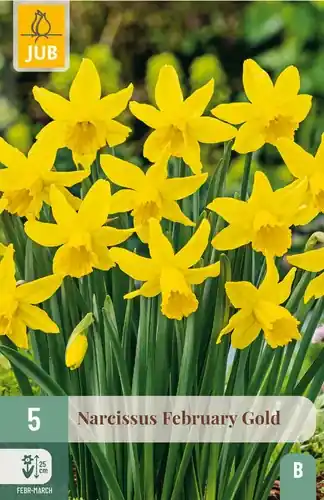 Erg populair | Narcissus February Gold - 5 bloembollen
