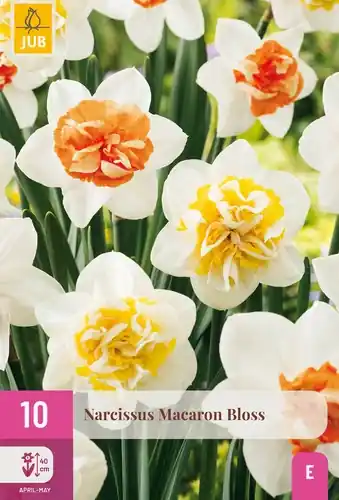 Rechtstreeks uit de fabriek | Narcissus Macaron Bloss - 10 bloembollen