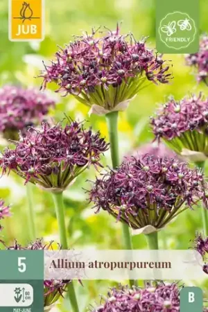 Allium Atropurpureum - 5 bloembollen - Speciale aanbieding