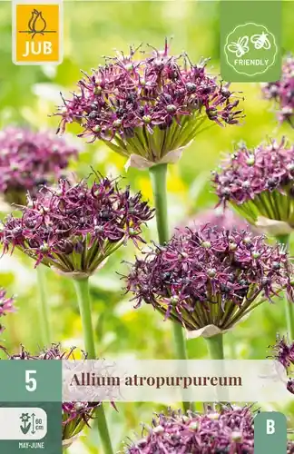 Allium Atropurpureum - 5 bloembollen - Speciale aanbieding