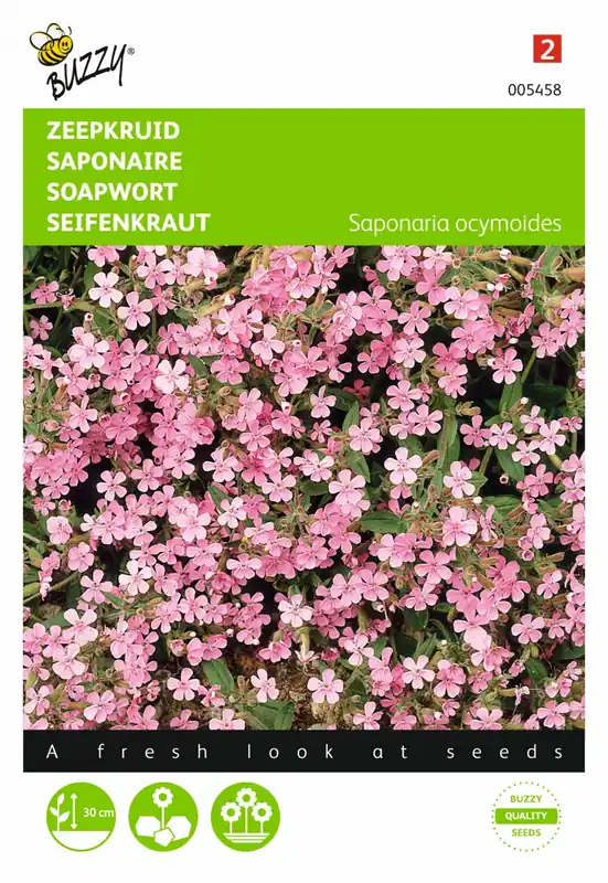 Vanaf nu beschikbaar - Buzzy® zaden - Saponaria, Zeepkruid