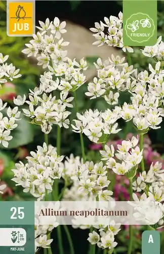Voeg toe aan winkelwagen | Allium neapolitanum - 25 bloembollen