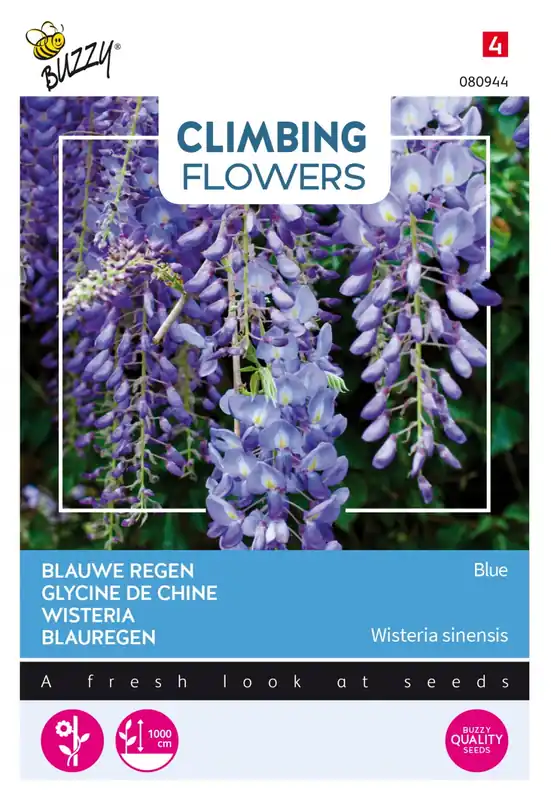 Buzzy® zaden - Climbing Flowers - Wisteria, Blauwe regen | Topkwaliteit
