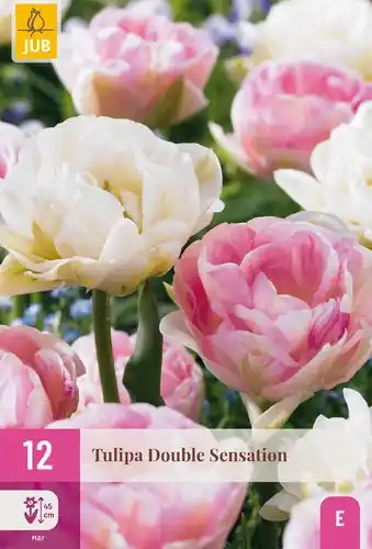 Tulpenbollen Double Sensation - 12 stuks | Op = op