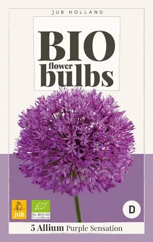 Premiumkwaliteit - Biologische alliumbollen ‘Purple Sensation‘ - 5 stuks