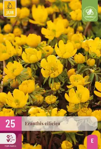 Eranthis Cilicica - 25 bloembollen - Topprijs