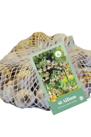 Allium Nectaroscordum Siculum - 40 bloembollen | Bestel nu