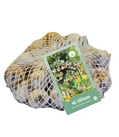 Allium Nectaroscordum Siculum - 40 bloembollen | Bestel nu