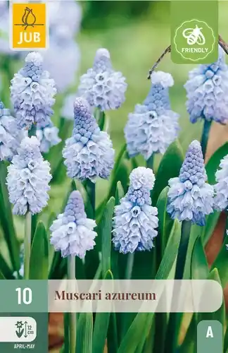Topdeal | Muscari Azureum - 10 bloembollen