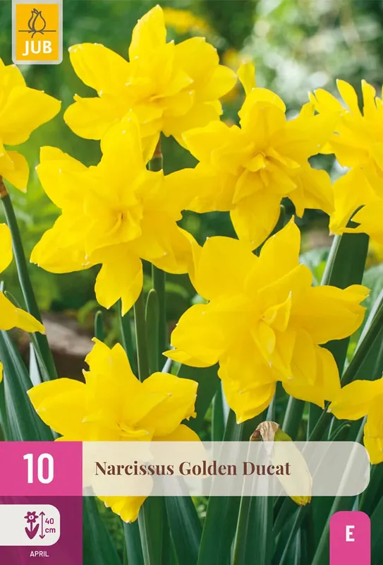 Expreslevering | Narcissus Golden Ducat - 10 bloembollen