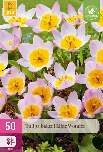 Nieuw gelanceerd | Tulpenbollen Bakeri Lilac Wonder - 50 stuks