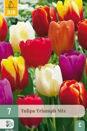 Aanrader | Tulpenbollen Triumph Mix - 7 stuks