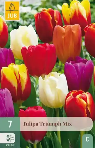 Aanrader | Tulpenbollen Triumph Mix - 7 stuks