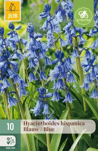 Professionele kwaliteit | Hyacinthoides hispanica Blauw - 10 bloembollen